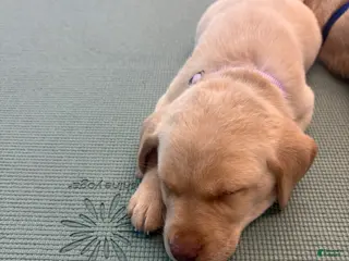 Labrador Retriever dogs Labrador Retriever Puppy 1 - Ad 28