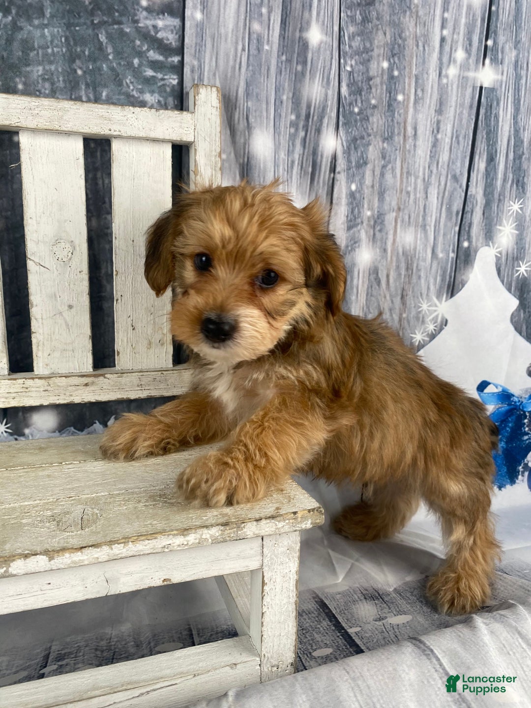 Yorkiepoo dogs for sale: Dan-O - Ad 3
