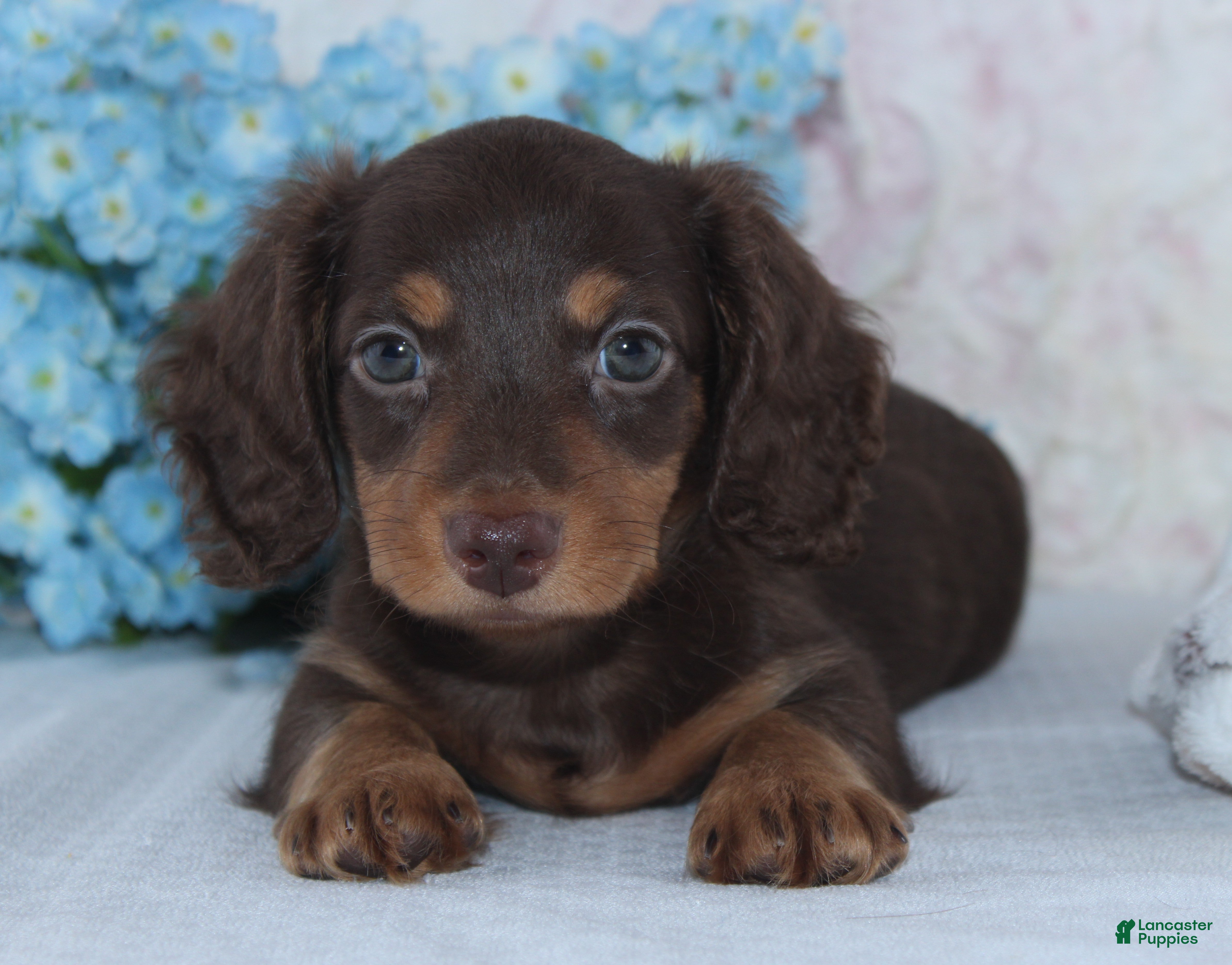 Miniature Dachshund dogs Noah - Ad 1
