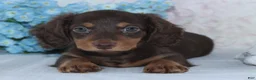 Miniature Dachshund dogs for sale: Noah - Ad 1