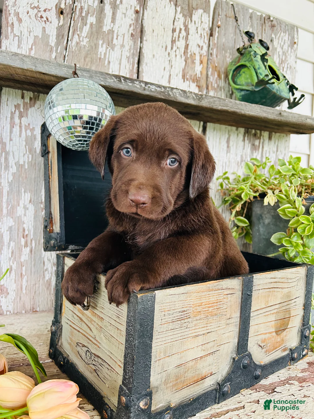 Labrador Retriever dogs for sale: Tom - Ad 2