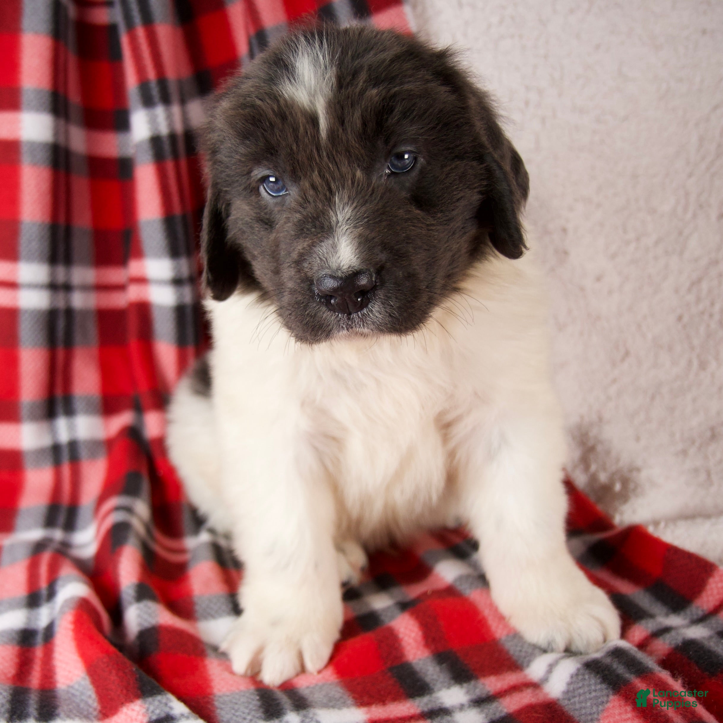 Newfoundland dogs Felix - Ad 13