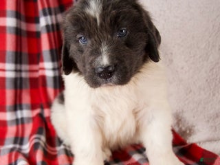 Newfoundland dogs Felix - Ad 27