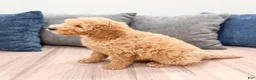 Miniature Labradoodle dogs for sale: Karl - Ad 4
