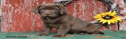 Labrador Retriever dogs for sale: Maxwell - Ad 4