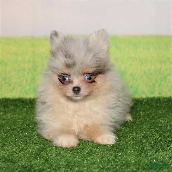 Pomeranian dogs Pomeranian Puppy 1 - Ad 15