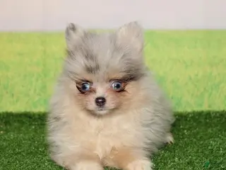 Pomeranian dogs Pomeranian Puppy 1 - Ad 15