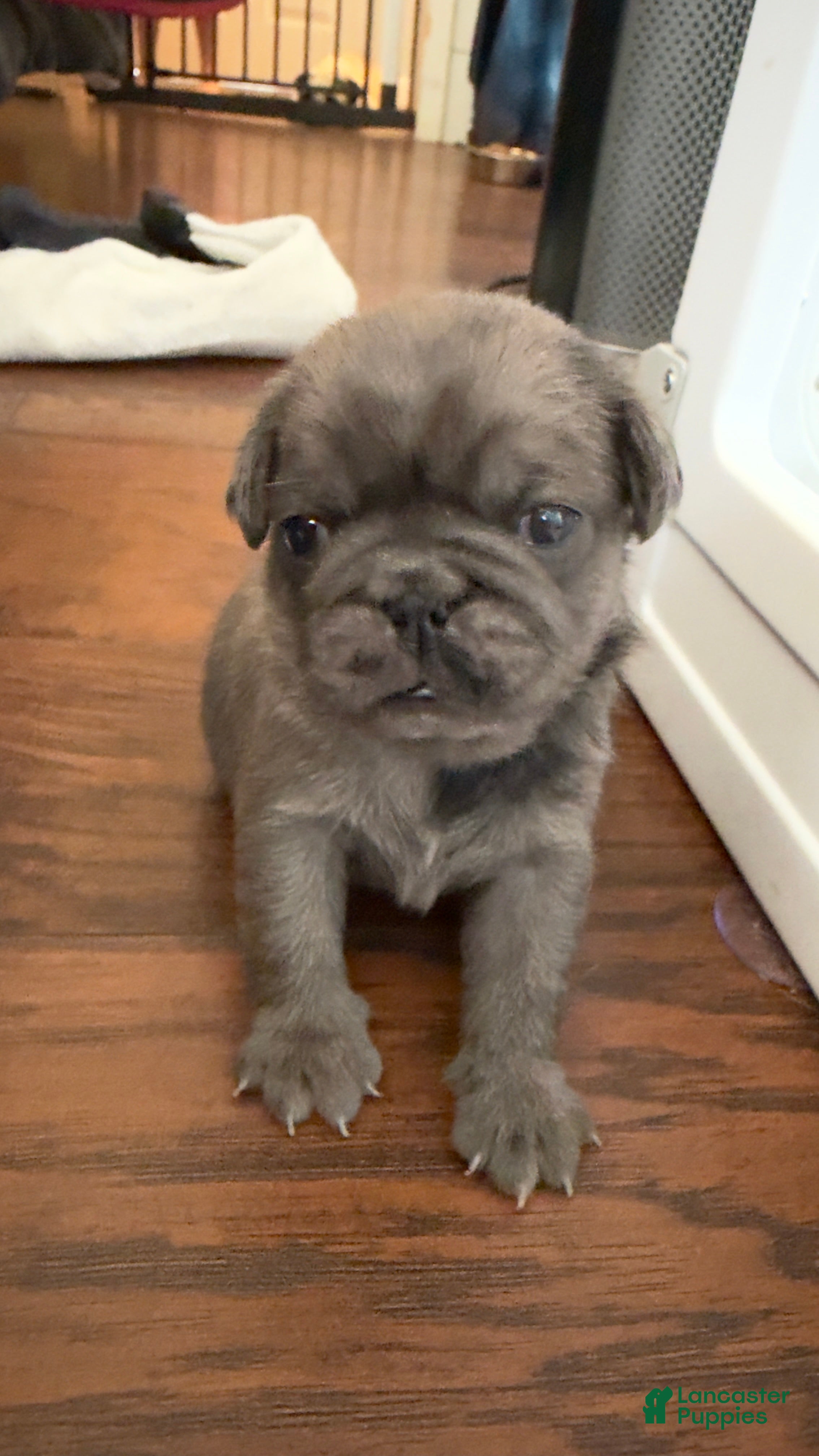 Pug dogs Lollipop - Ad 1