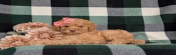 Mixed Breed dogs for sale: Mona Hypoallergenic - Ad 3