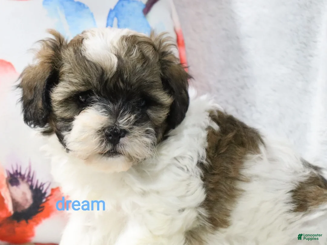 Shihpoo dogs for sale: Lyla - Ad 1