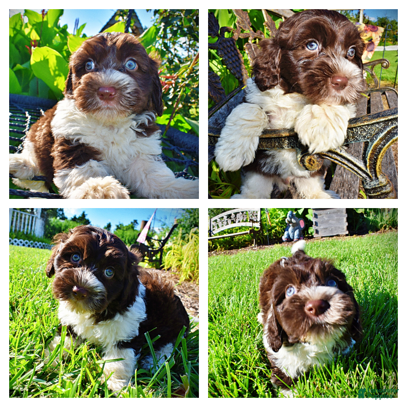 Havapoo dogs Bandit - Ad 1