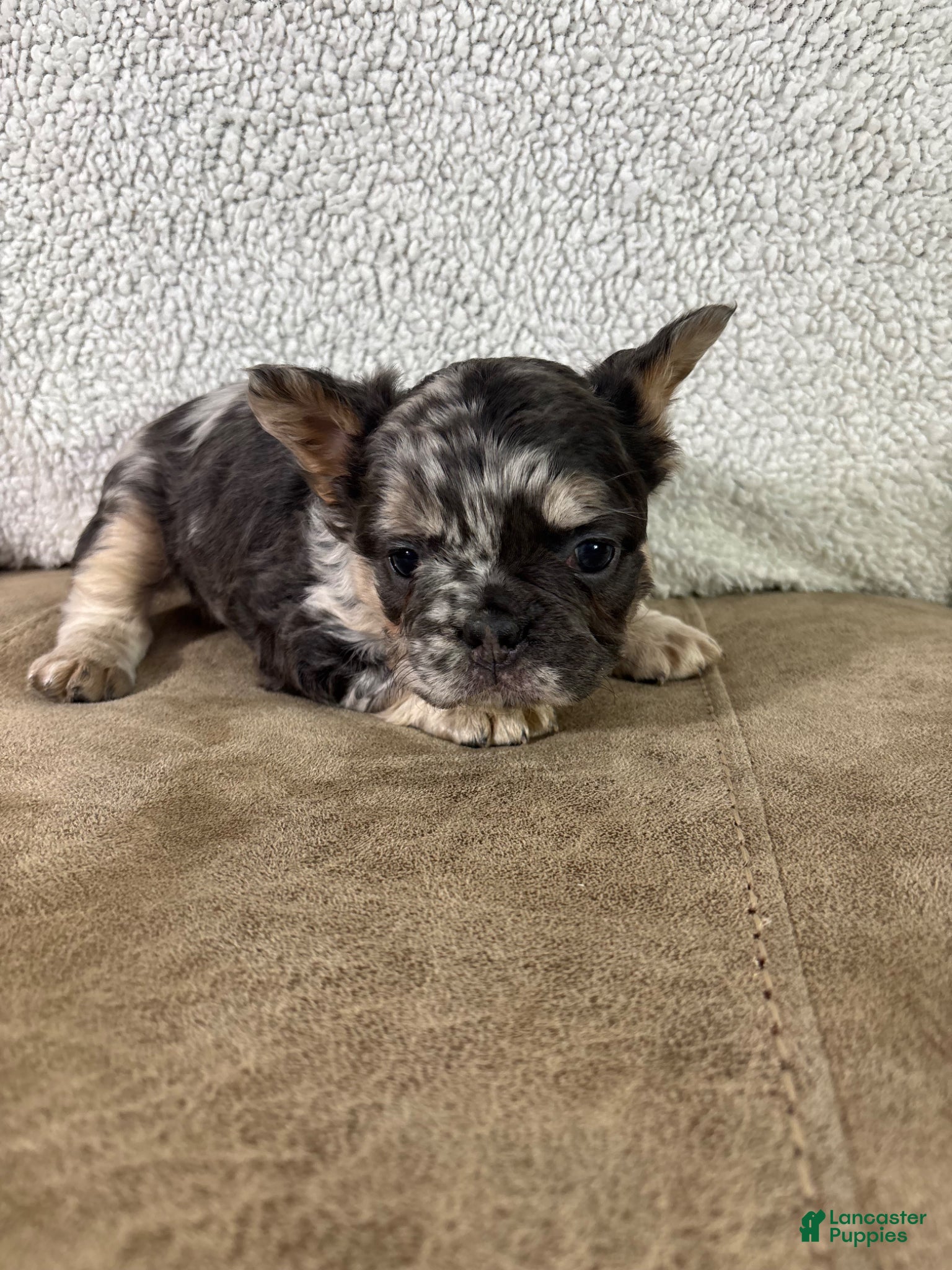 French Bulldog dogs Hazel - Ad 1