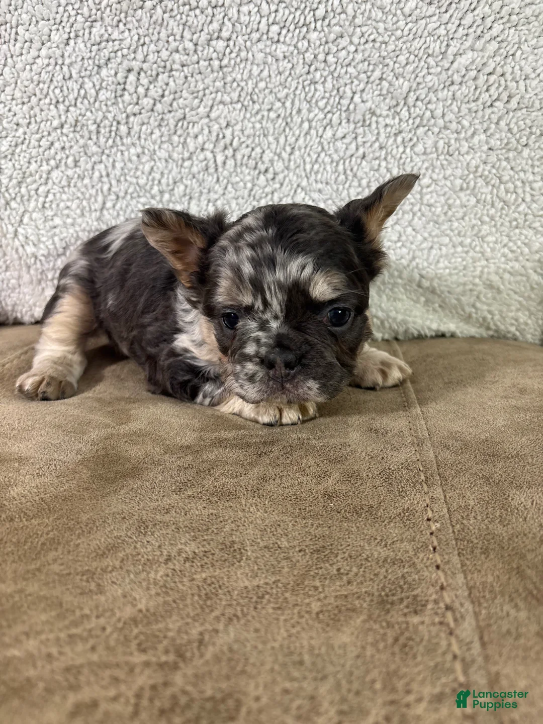 French Bulldog dogs for sale: Hazel - Ad 1