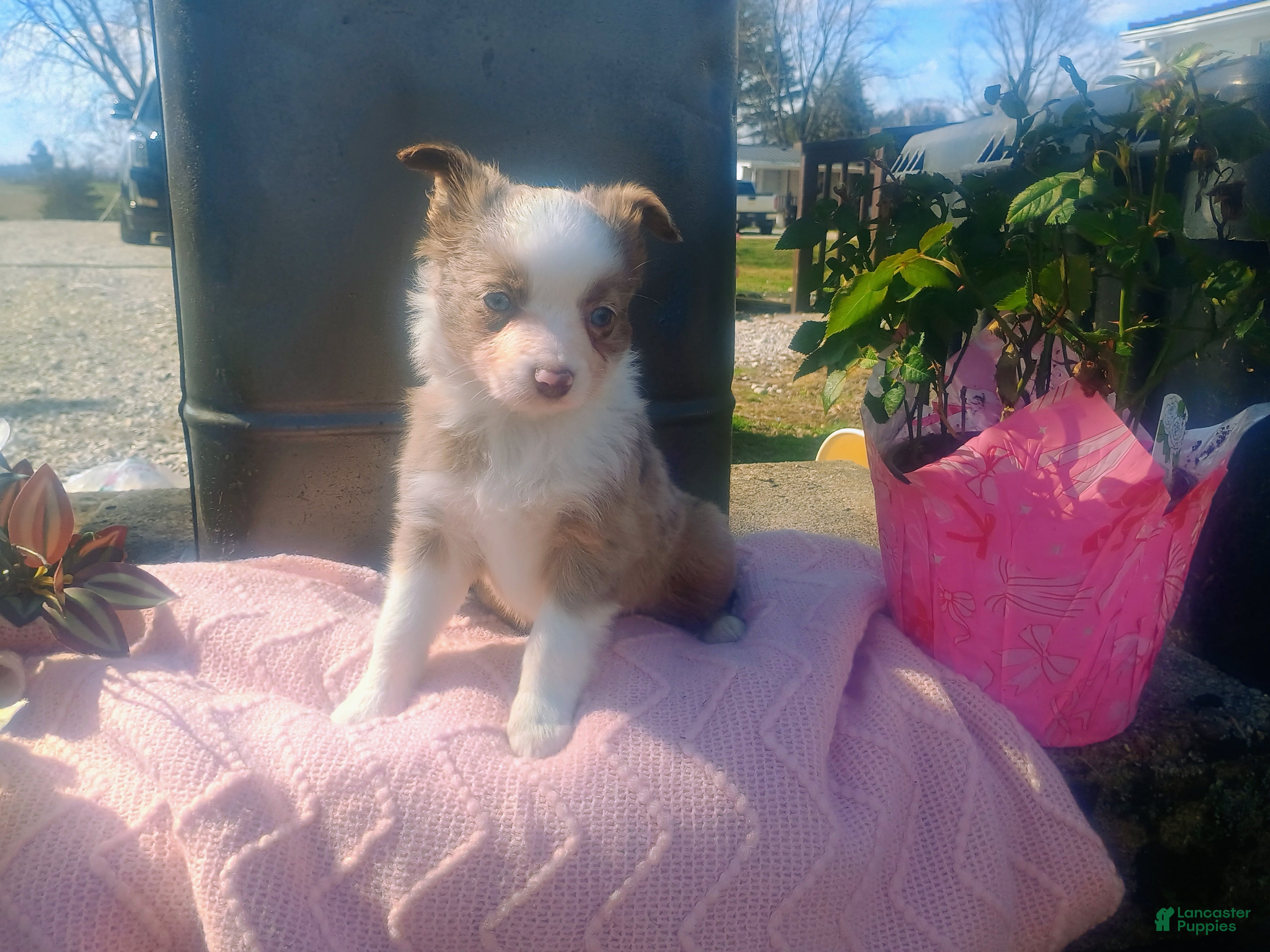 Toy Australian Shepherd dogs Toy Australian Shepherd Puppy 3 - Ad 1