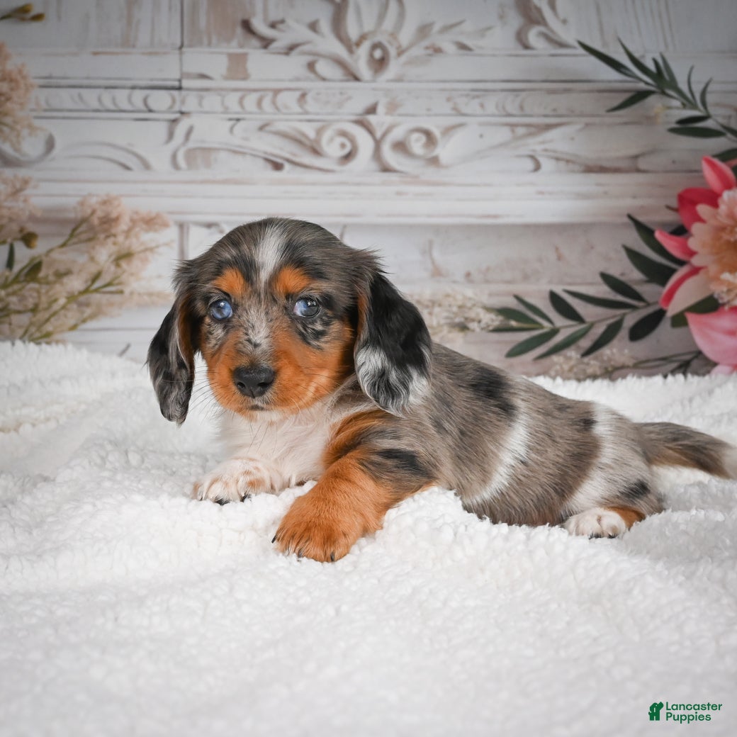 Miniature Dachshund dogs AKC-Betsy - Ad 1