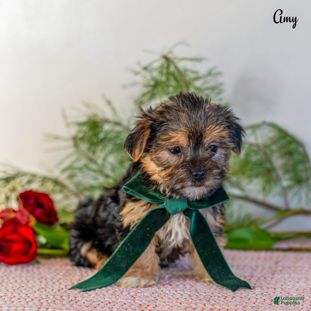Morkie dogs for sale: Amy - Ad 2