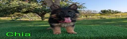 German Shepherd dogs for sale: Chia - Ad 3