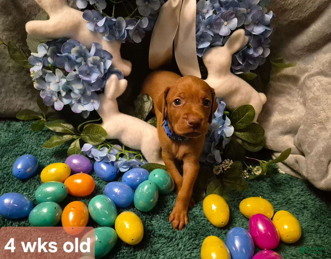 Vizsla dogs for sale: Blue Collar - Ad 1