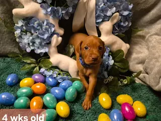 Vizsla dogs Blue Collar - Ad 12