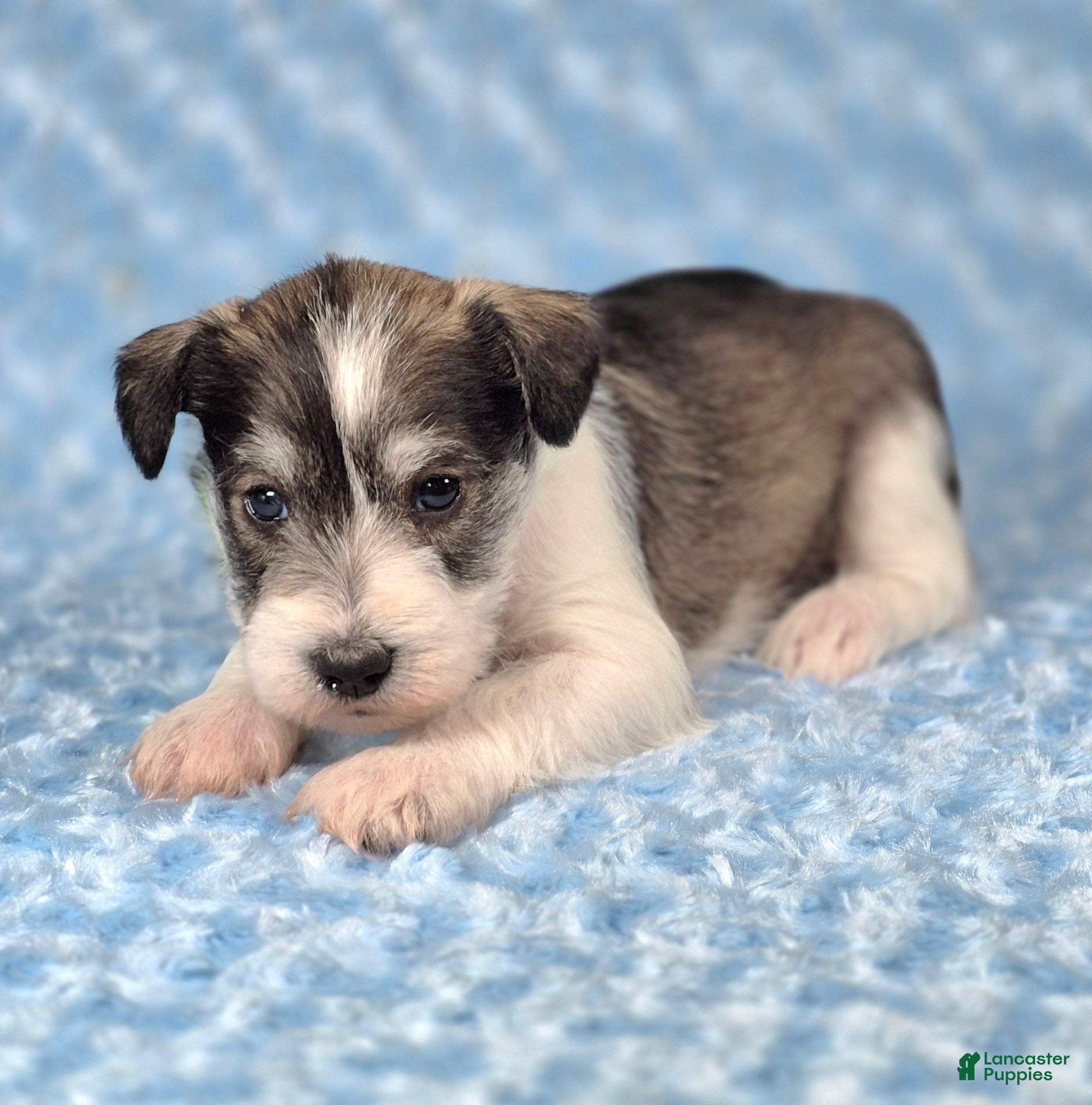 Miniature Schnauzer dogs Maverick - Ad 1