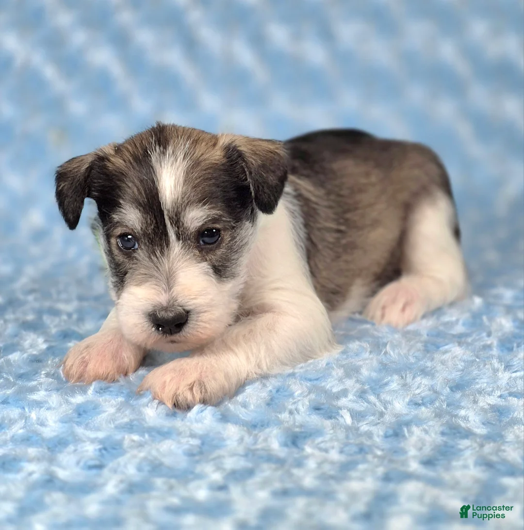 Miniature Schnauzer dogs for sale: Maverick - Ad 1