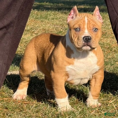 American Bully dogs Dean - Ad 39
