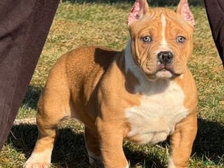 American Bully dogs Dean - Ad 27