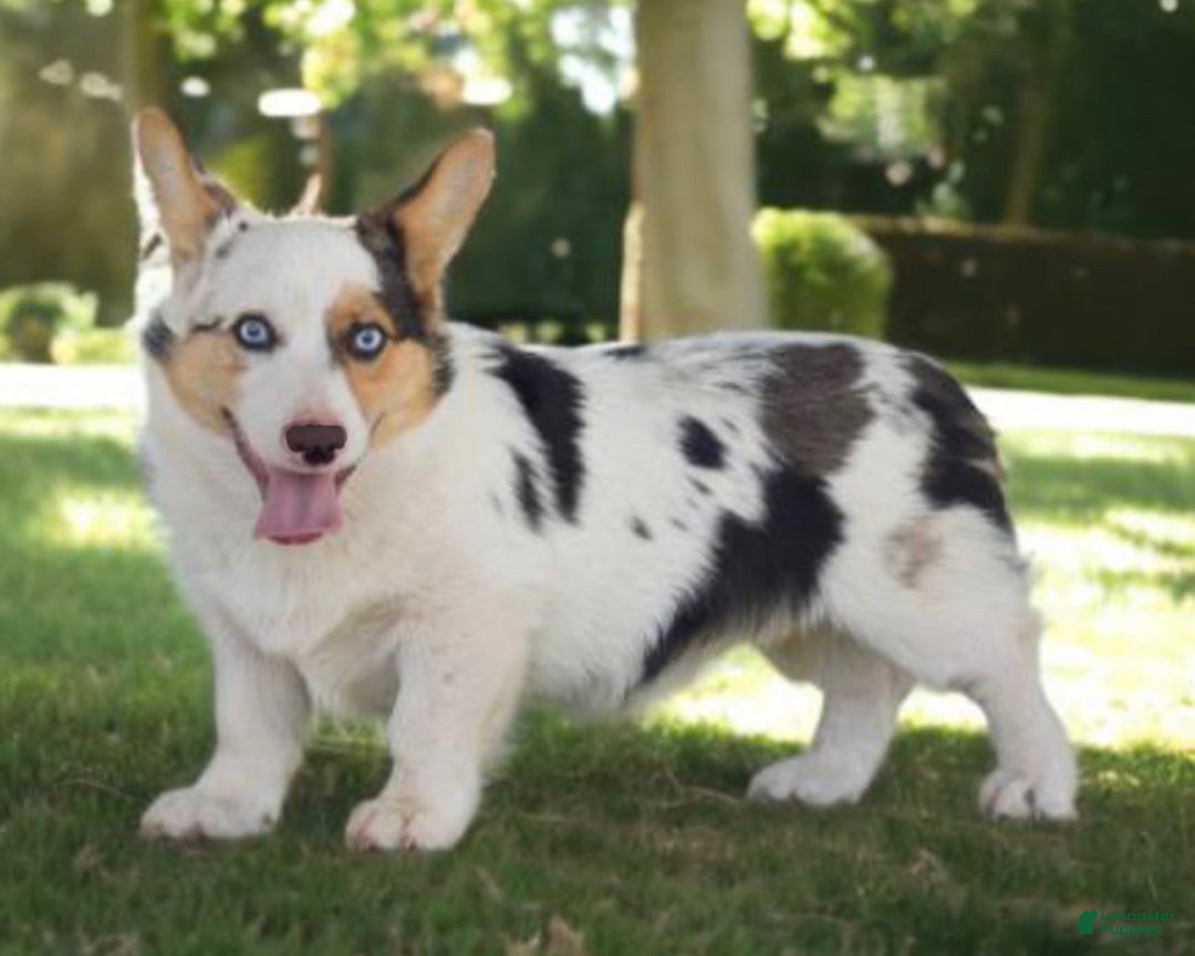 Welsh Corgi Pembroke dogs for sale: Jack - Ad 4