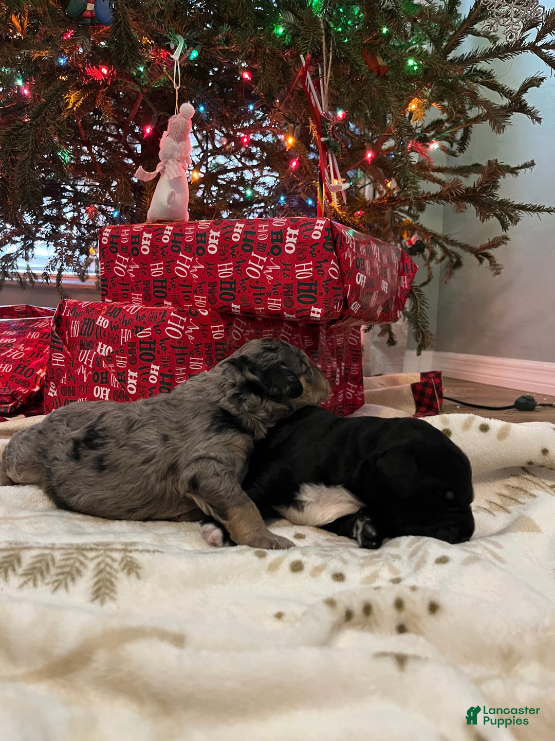 Goldendoodle dogs for sale: Goldendoodle Puppy 3 - Ad 2