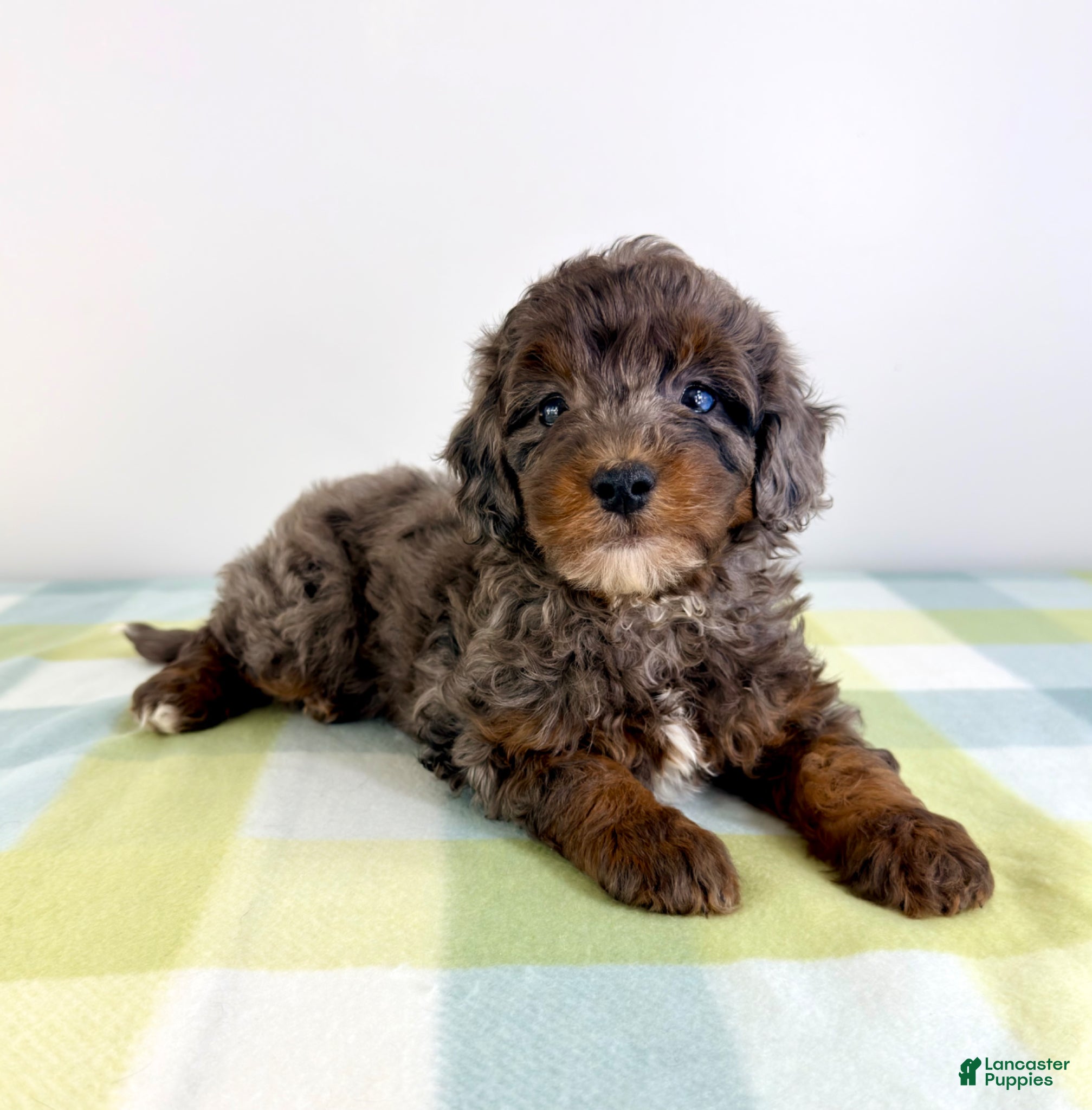Bernedoodle dogs Bo Peep - Ad 31