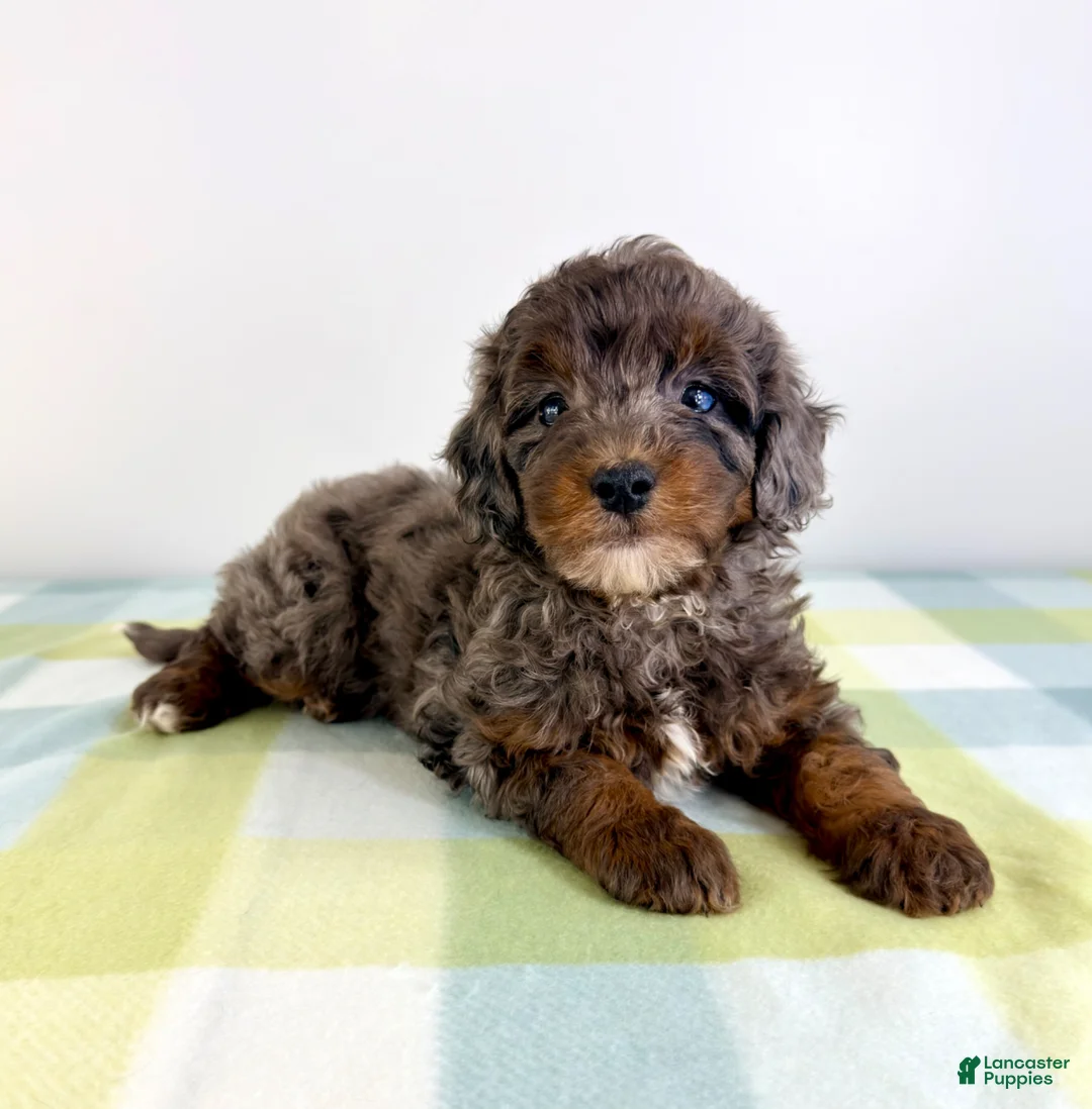 Bernedoodle dogs for sale: Bo Peep - Ad 1