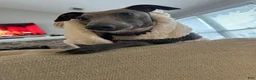 Italian Greyhound dogs for sale: Percy - Ad 4