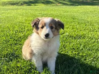 Shetland Sheepdog dogs for sale: Maxi - Ad 4