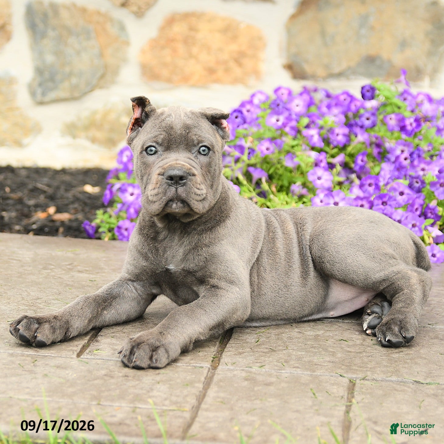 Cane Corso dogs Cora  - Ad 2