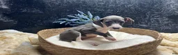 Italian Greyhound dogs for sale: Italian Greyhound 1 - Ad 6