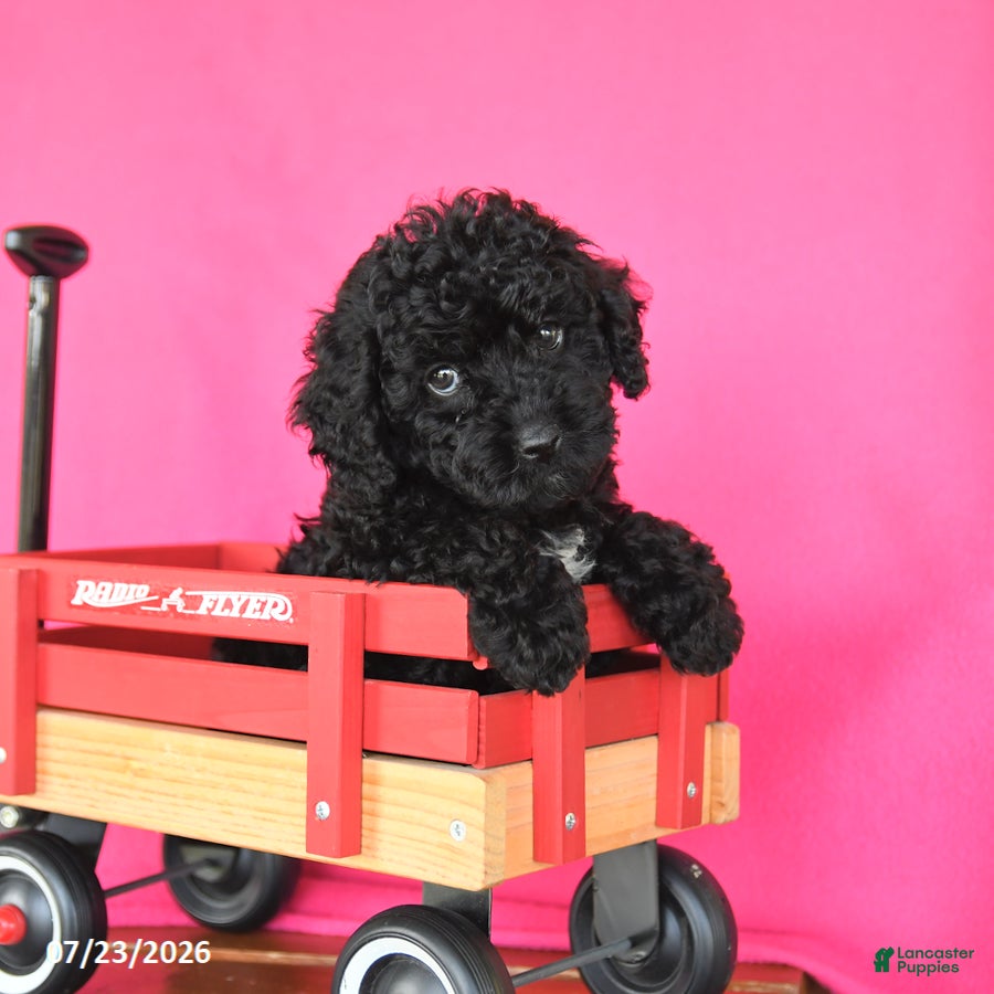 Toy Poodle dogs Jasmine - Ad 2