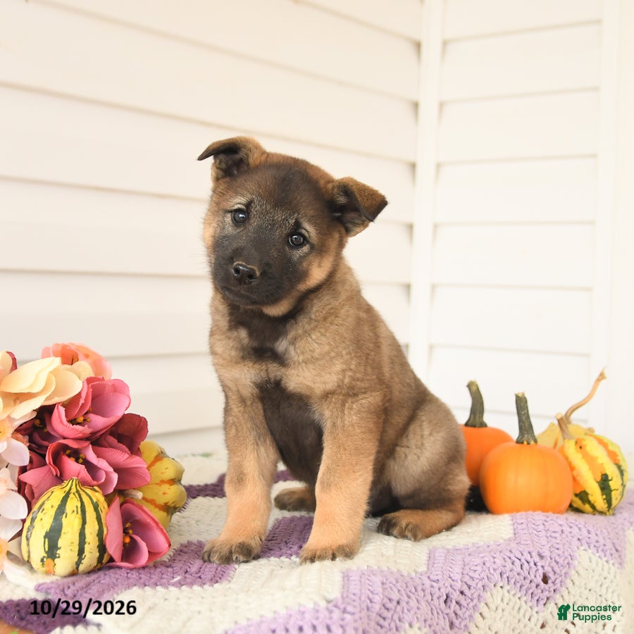 Mixed Breed dogs for sale: Alaska - Ad 1