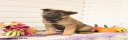Mixed Breed dogs for sale: Alaska - Ad 1