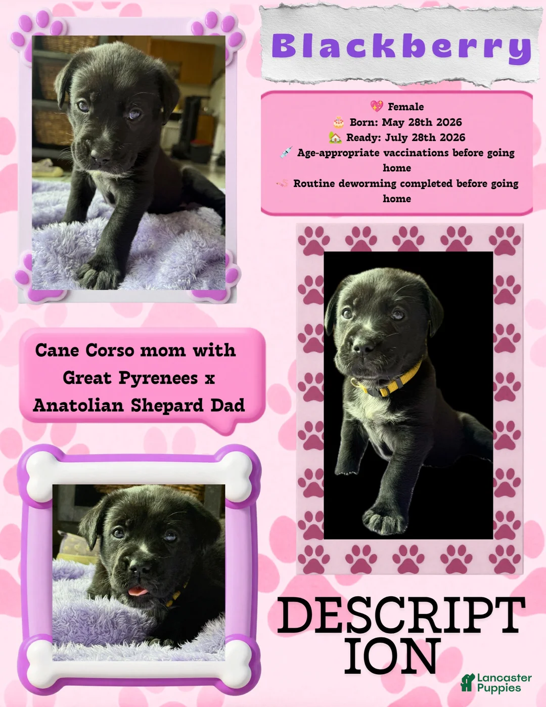 Mixed Breed dogs for sale: Blackberry - Ad 2