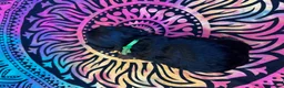 Yorkiepoo dogs for sale: Cole - Ad 2