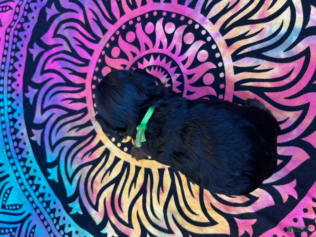 Yorkiepoo dogs for sale: Cole - Ad 2