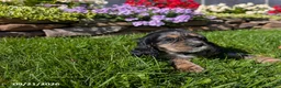 Cocker Spaniel dogs for sale: Amy - Ad 11
