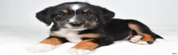 Mixed Breed dogs for sale: Rondo - Ad 5