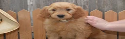 Goldendoodle dogs for sale: Beverly - Ad 5