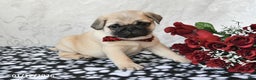 Pug dogs for sale: Marley - Ad 5