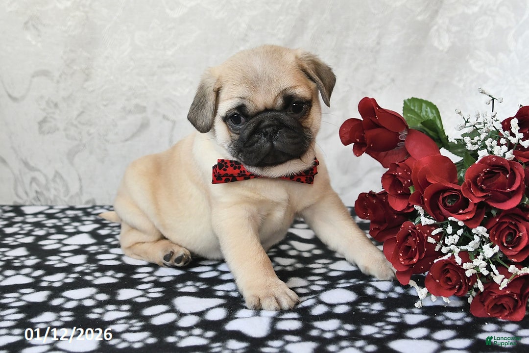 Pug dogs for sale: Marley - Ad 5