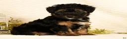 Yorkiepoo dogs for sale: Patriot - Ad 3