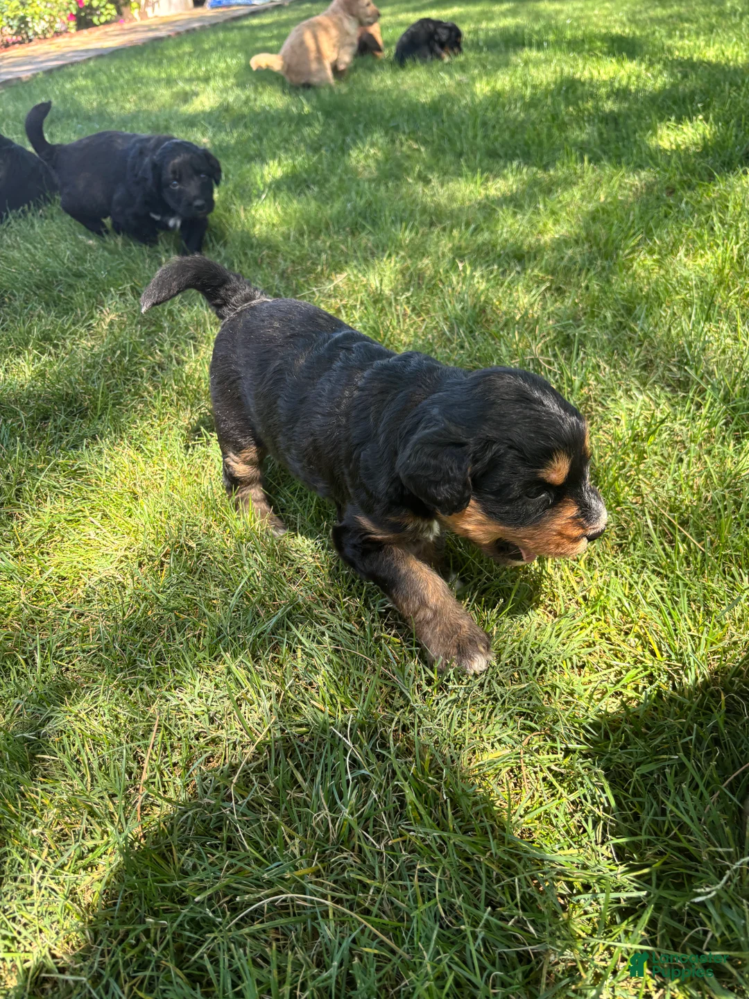Aussiedoodle dogs for sale: Truffles - Ad 2