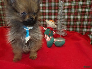 Pomeranian dogs Blitz - Ad 35