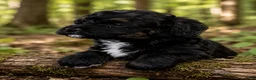 Bernedoodle dogs for sale: Star - Ad 7